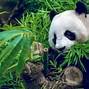 Ảnh Chế Panda