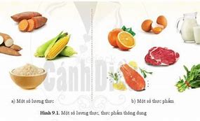 Tính Chất Của Lương Thực Thực Phẩm